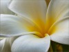 Simply Wondrous 